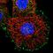 Leishmanolysin-like peptidase antibody, HPA028844, Atlas Antibodies, Immunofluorescence image 