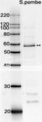 DNA repair and recombination protein rad22 antibody, 63-003, BioAcademia Inc, Western Blot image 