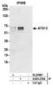 Autophagy Related 13 antibody, A305-276A, Bethyl Labs, Immunoprecipitation image 