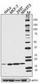 Centrin 2 antibody, 698602, BioLegend, Immunofluorescence image 