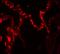 Interleukin-1 family member 7 antibody, A03607-1, Boster Biological Technology, Immunofluorescence image 
