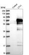 LTV1 Ribosome Biogenesis Factor antibody, HPA030161, Atlas Antibodies, Western Blot image 