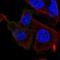 Muscarinic acetylcholine receptor M3 antibody, NBP2-56624, Novus Biologicals, Immunofluorescence image 