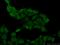 SH3 Domain Binding Glutamate Rich Protein Like 2 antibody, 21944-1-AP, Proteintech Group, Immunofluorescence image 