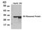 Ribosomal Protein S6 antibody, A01567, Boster Biological Technology, Western Blot image 