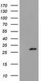 Pyrroline-5-Carboxylate Reductase 3 antibody, TA502034, Origene, Western Blot image 