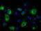 Lysyl Oxidase antibody, TA500864, Origene, Immunofluorescence image 