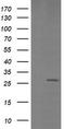 MAC2 antibody, TA506399BM, Origene, Western Blot image 