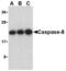 FLICE antibody, AHP967, Bio-Rad (formerly AbD Serotec) , Western Blot image 
