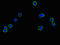 Cyclin And CBS Domain Divalent Metal Cation Transport Mediator 1 antibody, LS-C398363, Lifespan Biosciences, Immunofluorescence image 
