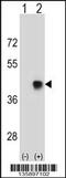 Spermatid Maturation 1 antibody, 58-649, ProSci, Western Blot image 