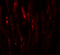 Polycomb protein EED antibody, 7009, ProSci, Immunofluorescence image 