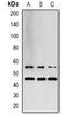 Mitogen-Activated Protein Kinase 8 antibody, orb338865, Biorbyt, Western Blot image 