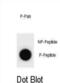 p21 antibody, abx025060, Abbexa, Dot Blot image 