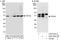 TAR DNA Binding Protein antibody, A303-224A, Bethyl Labs, Immunoprecipitation image 