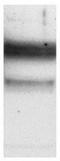 Vesicular glutamate transporter 3 antibody, AP55378SU-N, Origene, Western Blot image 