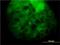 Mevalonate Diphosphate Decarboxylase antibody, H00004597-M01, Novus Biologicals, Immunofluorescence image 