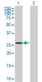 Sp2 Transcription Factor antibody, H00006668-B01P, Novus Biologicals, Western Blot image 