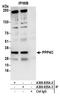 Protein Phosphatase 4 Catalytic Subunit antibody, A300-835A, Bethyl Labs, Immunoprecipitation image 