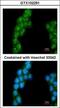 Proteasome 26S Subunit, Non-ATPase 3 antibody, GTX102291, GeneTex, Immunofluorescence image 