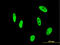 Nudix Hydrolase 21 antibody, LS-C133674, Lifespan Biosciences, Immunofluorescence image 