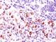 BCL2 Like 1 antibody, V3122IHC-7ML, NSJ Bioreagents, Immunohistochemistry paraffin image 