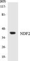 Neuronal Differentiation 2 antibody, EKC1832, Boster Biological Technology, Western Blot image 