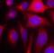 Nitric Oxide Synthase 3 antibody, orb14566, Biorbyt, Immunofluorescence image 