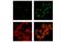 X-box-binding protein 1 antibody, 40435S, Cell Signaling Technology, Immunocytochemistry image 