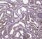 Htra antibody, GTX00643, GeneTex, Immunohistochemistry paraffin image 