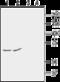 Potassium voltage-gated channel subfamily G member 1 antibody, GTX16711, GeneTex, Immunohistochemistry frozen image 