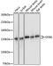 DNA damage-binding protein 1 antibody, 19-176, ProSci, Western Blot image 