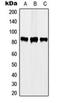 STAT3 antibody, orb224010, Biorbyt, Western Blot image 