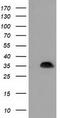 Stp antibody, TA501952, Origene, Western Blot image 