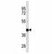 HLA class I histocompatibility antigen, B-27 alpha chain antibody, F40002-0.4ML, NSJ Bioreagents, Western Blot image 