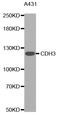 Cadherin 3 antibody, STJ23046, St John