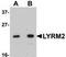 LYR Motif Containing 2 antibody, TA306947, Origene, Western Blot image 