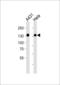 SPIN antibody, LS-B11236, Lifespan Biosciences, Western Blot image 