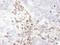 lamin A antibody, A303-433A, Bethyl Labs, Immunohistochemistry paraffin image 