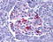 Endonuclease G, mitochondrial antibody, ADI-905-220-100, Enzo Life Sciences, Immunohistochemistry frozen image 