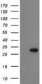 Pyridoxal Phosphate Binding Protein antibody, TA505162, Origene, Western Blot image 