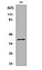 COP9 Signalosome Subunit 5 antibody, orb161510, Biorbyt, Western Blot image 