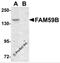 Protein FAM59B antibody, 5481, ProSci, Western Blot image 