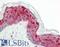 Zinc Finger DHHC-Type Containing 9 antibody, LS-B8575, Lifespan Biosciences, Immunohistochemistry paraffin image 