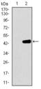 Mitochondrial Ribosomal Protein L42 antibody, GTX60760, GeneTex, Western Blot image 