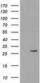 Pyrroline-5-Carboxylate Reductase 3 antibody, TA502121, Origene, Western Blot image 