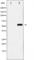 Yes Associated Protein 1 antibody, abx012144, Abbexa, Western Blot image 