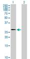 Postacrosomal sheath WW domain-binding protein antibody, H00164684-B01P, Novus Biologicals, Western Blot image 