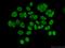 Family With Sequence Similarity 192 Member A antibody, 16830-1-AP, Proteintech Group, Immunofluorescence image 