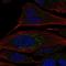 Carbohydrate Sulfotransferase 2 antibody, HPA013620, Atlas Antibodies, Immunofluorescence image 
